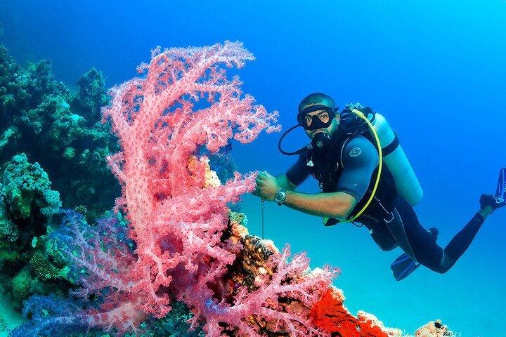 Hurghada: Heldags dykkertur med frokost og to dykkersteder