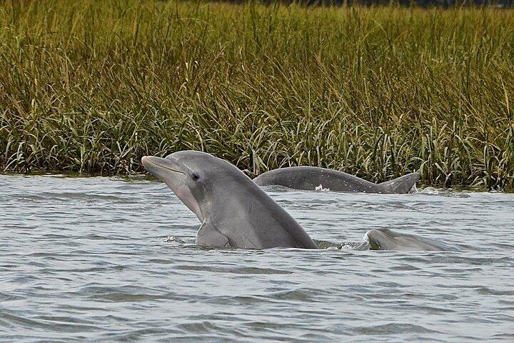 90 minuters Hilton Head Sunset Dolphin Cruise