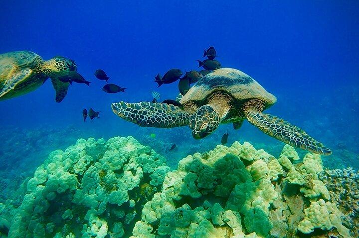 タートルタウンの海岸から海洋生物学者のガイド付きシュノーケルツアー