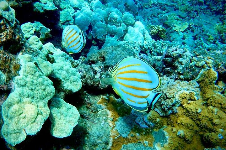タートルタウンの海岸から海洋生物学者のガイド付きシュノーケルツアー