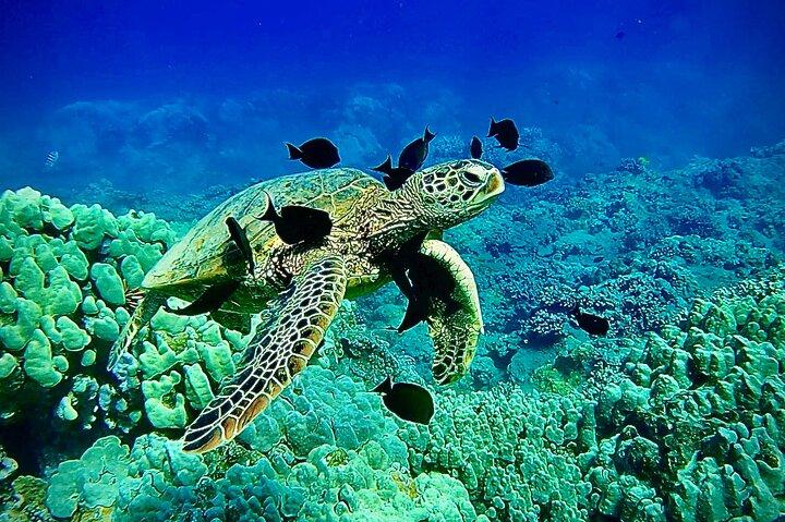 タートルタウンの海岸から海洋生物学者のガイド付きシュノーケルツアー
