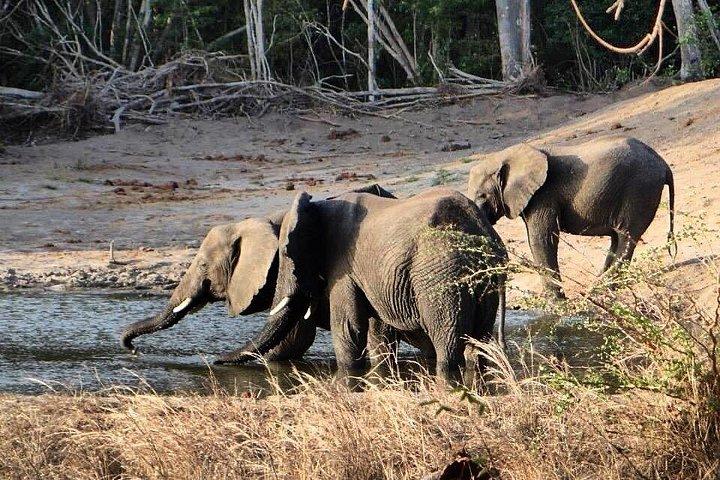 Saadani National Park Day Tour