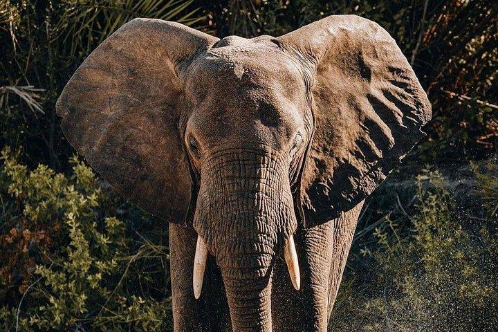 Saadani National Park Day Tour