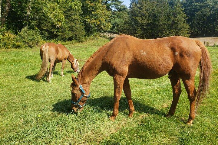 Visita guiada a la granja de alpacas Lilymoore