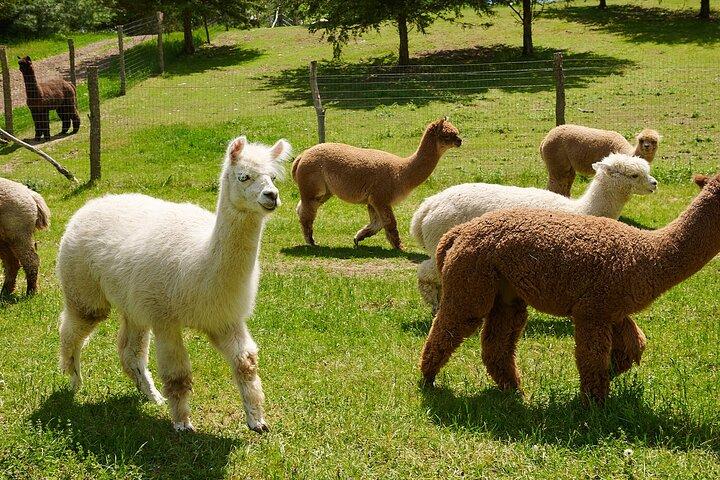 Visita guiada a la granja de alpacas Lilymoore