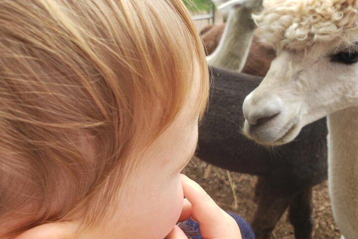 Visita guiada a la granja de alpacas Lilymoore