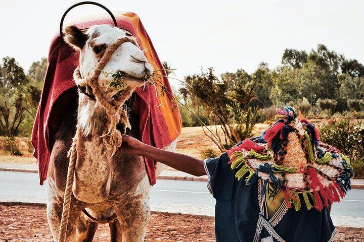 Marrakesh Palm Grove Camel Ride