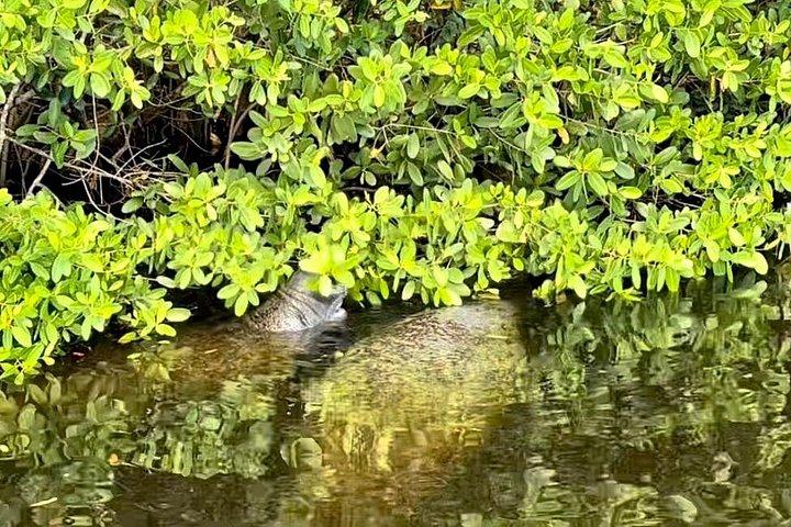 Manatee Sightseeing og Wildlife Boat Tour