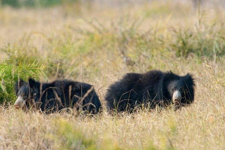 Tour privato di 7 giorni ai Big Five Wildlife in Sri Lanka