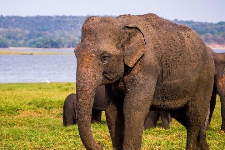 Tour privato di 7 giorni ai Big Five Wildlife in Sri Lanka