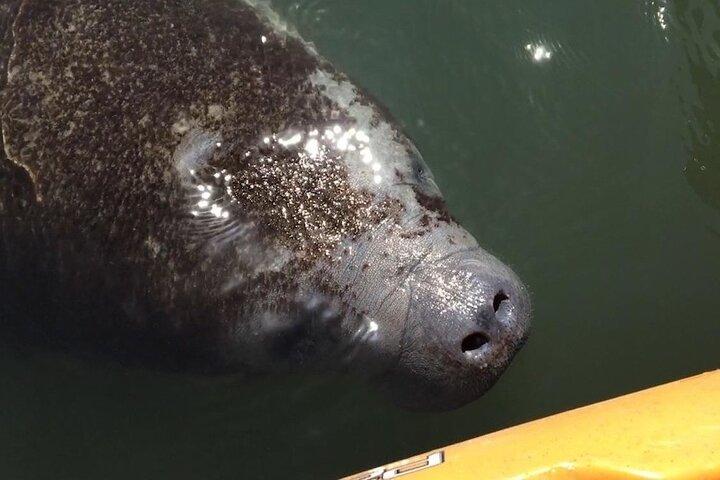 Manatees/Sunset/Bioluminescência Kayak Tour