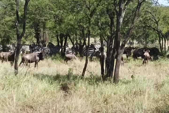 Tour de 4 días en grupo pequeño por Tanzania
