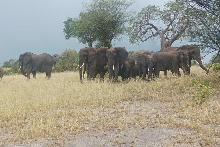 Tour de 4 días en grupo pequeño por Tanzania