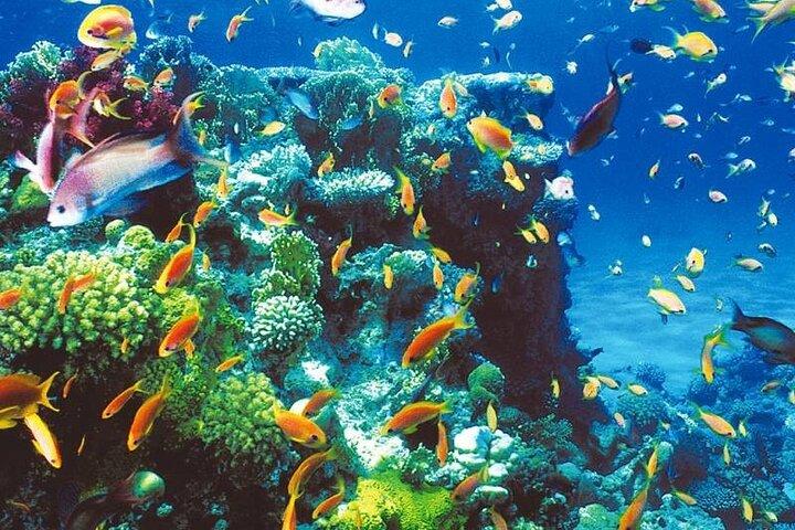 Blue Hole - Abu Galum - Blue Lagoon Snorkeltur fra Dahab