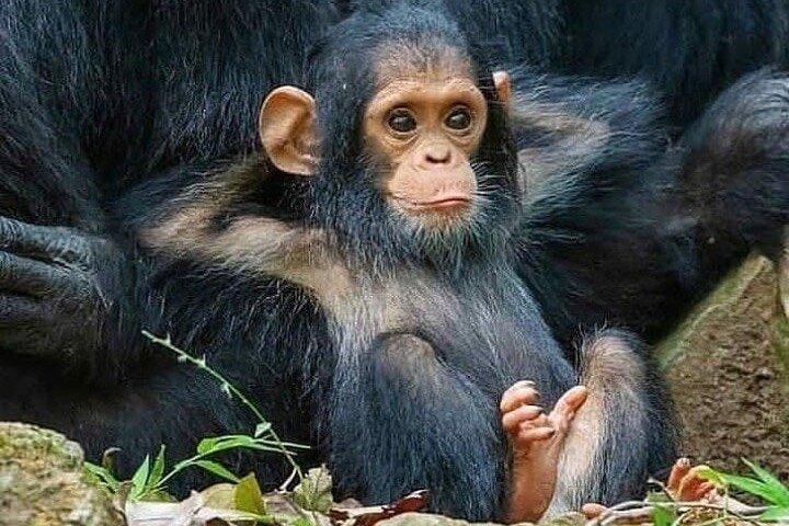 Excursion d'une journée aux chimpanzés de l'île de Ngamba
