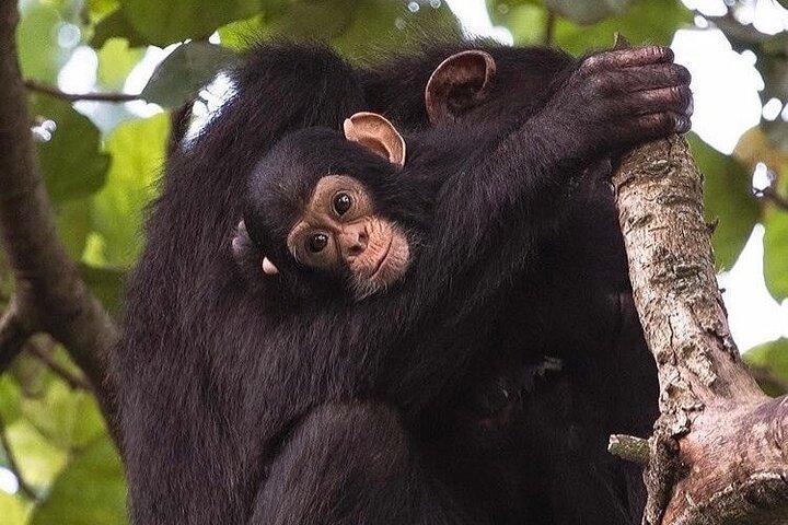 Excursion d'une journée aux chimpanzés de l'île de Ngamba
