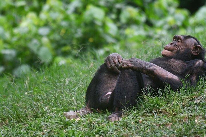 Excursion d'une journée aux chimpanzés de l'île de Ngamba