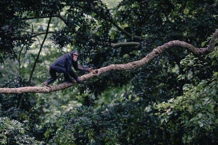 Excursão de chimpanzé de 1 dia na Ilha de Ngamba