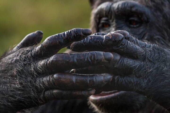 Excursion d'une journée aux chimpanzés de l'île de Ngamba