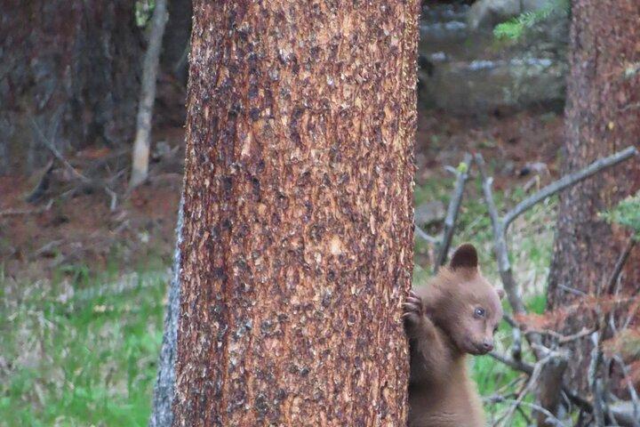 Upper Loop Tour en Lamar Valley vanuit West Yellowstone met lunch