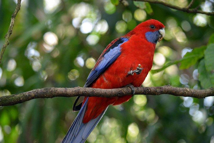Tour di un giorno privato di Dandenong Ranges