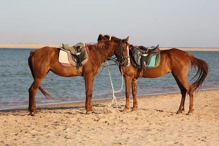 Ridning i Dahab