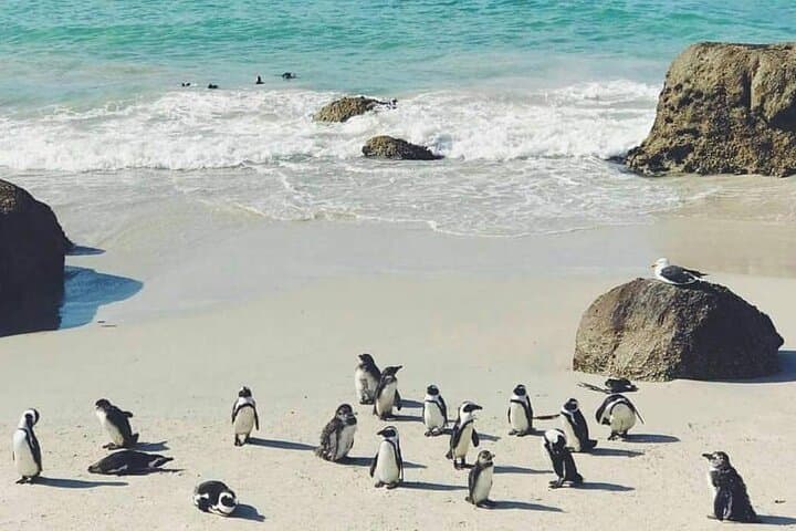 Best of the Cape Full Day Private Tour