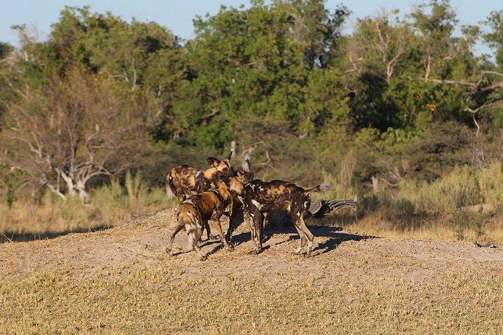 Safari de 3 dias em Moremi