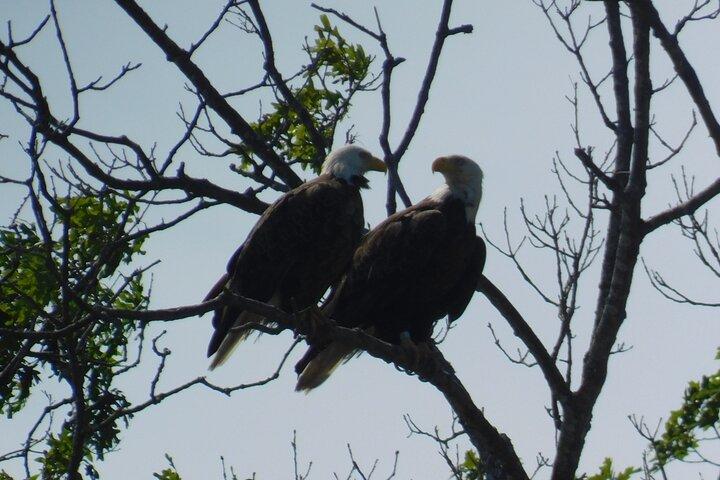 2-timers Sunset Safari Eco Cruise på Osprey fra Cape May
