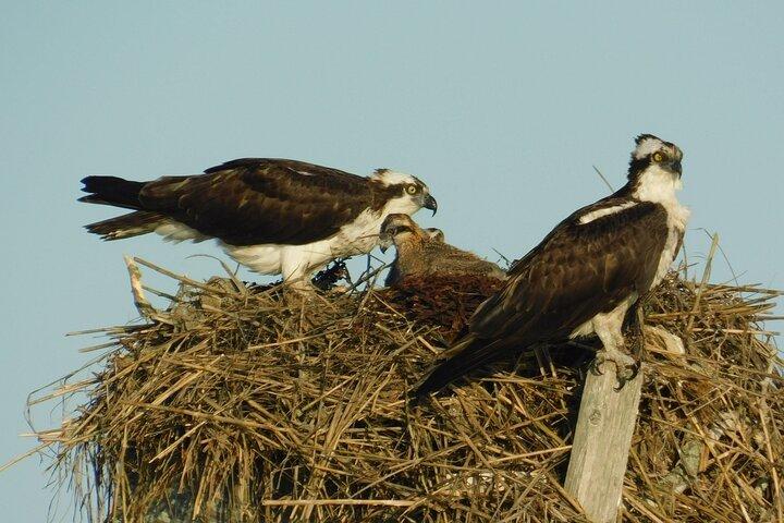 2-timers Sunset Safari Eco Cruise på Osprey fra Cape May