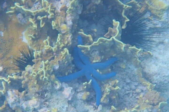 5時間のシュノーケリング、イルカやウミガメと泳ぐ水族館