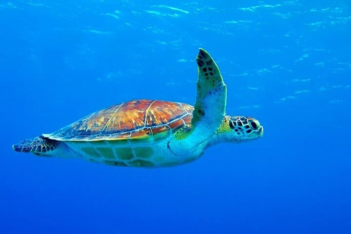 5-Hour Snorkeling, Swimming with Dolphins and Sea Turtles Aquarium