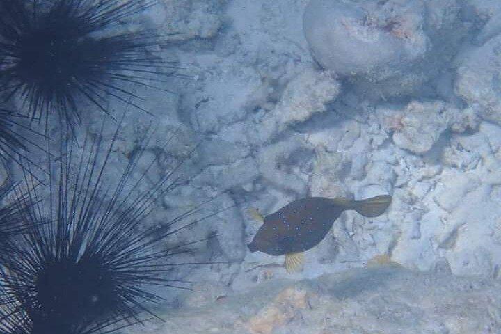 5時間のシュノーケリング、イルカやウミガメと泳ぐ水族館