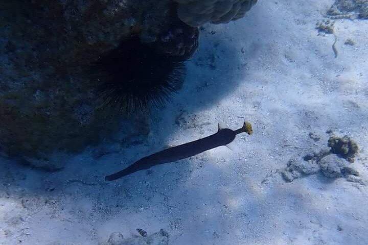 5時間のシュノーケリング、イルカやウミガメと泳ぐ水族館
