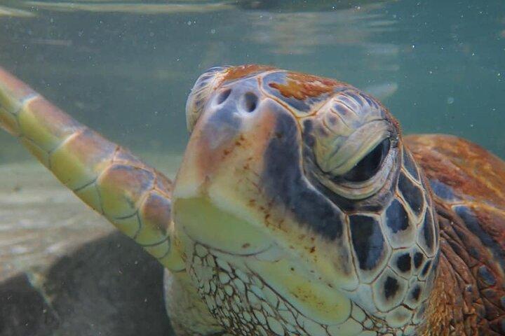 5時間のシュノーケリング、イルカやウミガメと泳ぐ水族館