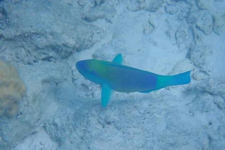 5時間のシュノーケリング、イルカやウミガメと泳ぐ水族館