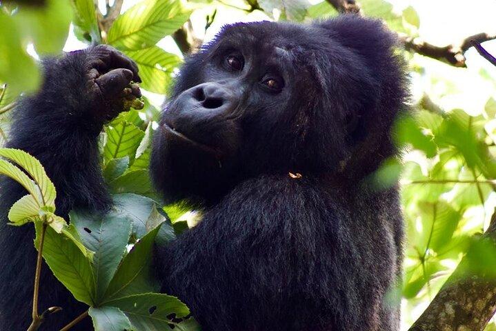 Mambo Gorilla Safaris, est une agence de voyage basée en Afrique, offrant le meilleur