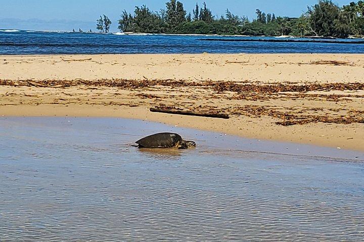 Stand Up Paddle Nature and Turtle tour-Guaranteed to see turtles