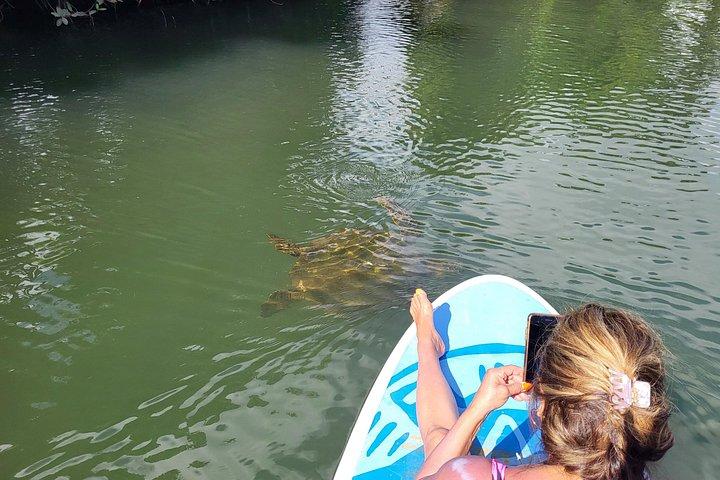 Stand Up Paddle Nature and Turtle tour-Guaranteed to see turtles