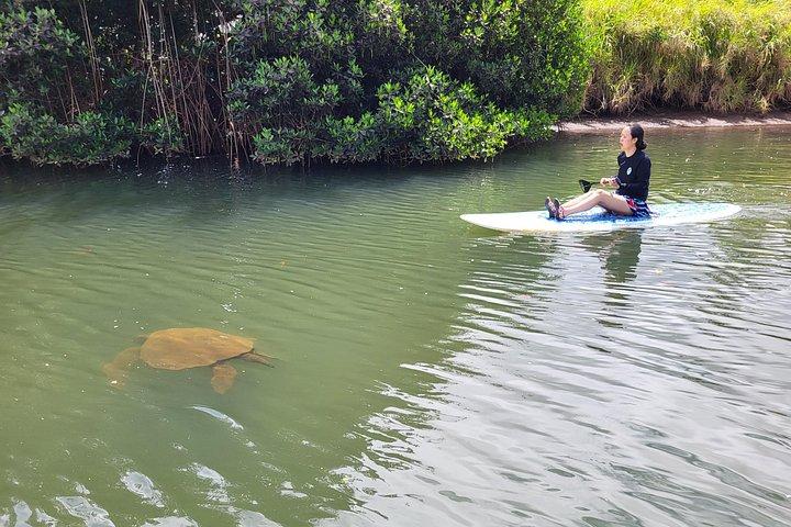 Stand Up Paddle Nature and Turtle tour-Guaranteed to see turtles