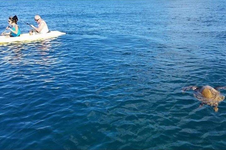 Stand Up Paddle Nature and Turtle tour-Guaranteed to see turtles