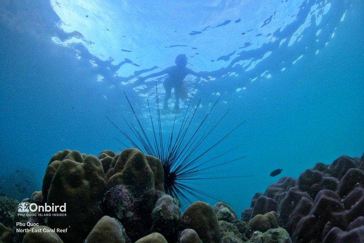 隠れたサンゴ礁を探索するプロシュノーケリング（最大10名）