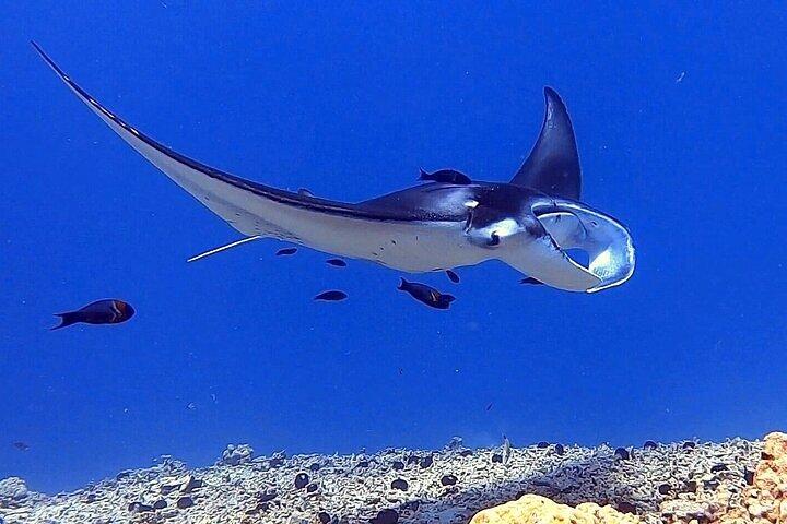 Una experiencia única de snorkel nocturno con mantarrayas