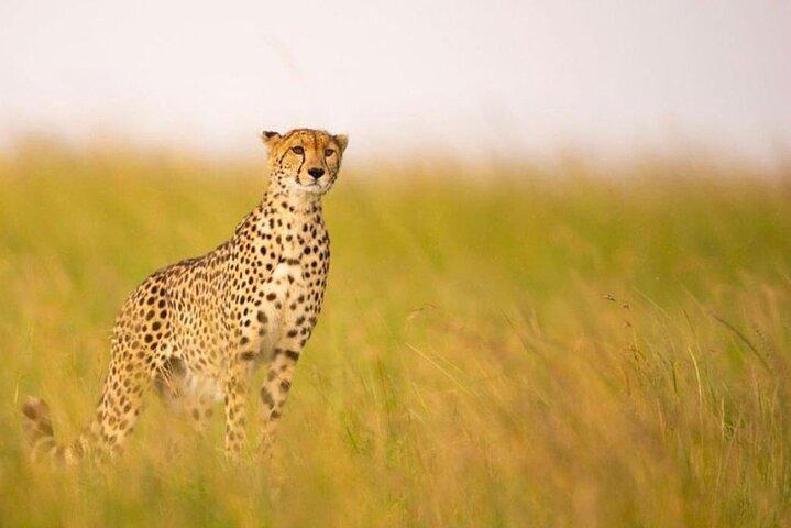Experiência privada de 9 dias em Bush e praia