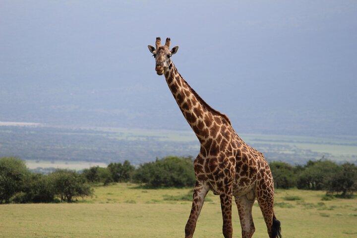 4-Day Private Guided Tanzania Safari Tarangire, Serengeti, Manyara