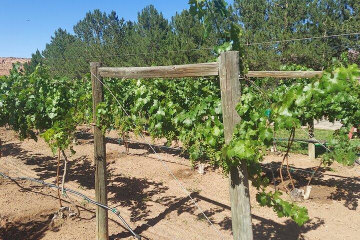 Moab Back Roads, History and Winery E-Bike Tour