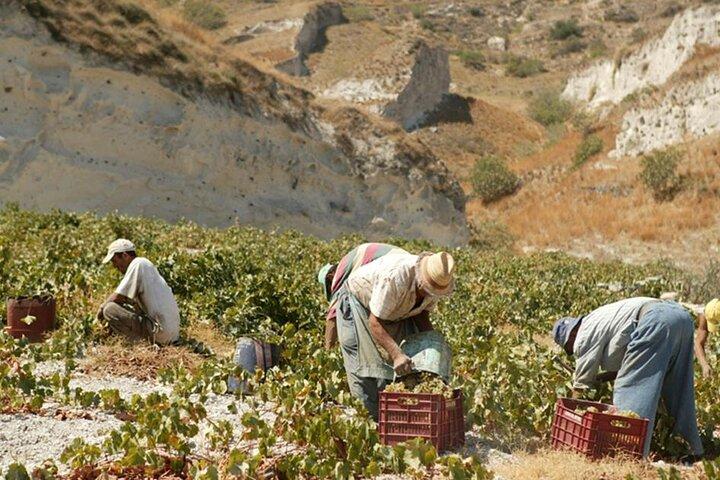Halvdag privat vinprovningstur i Santorini