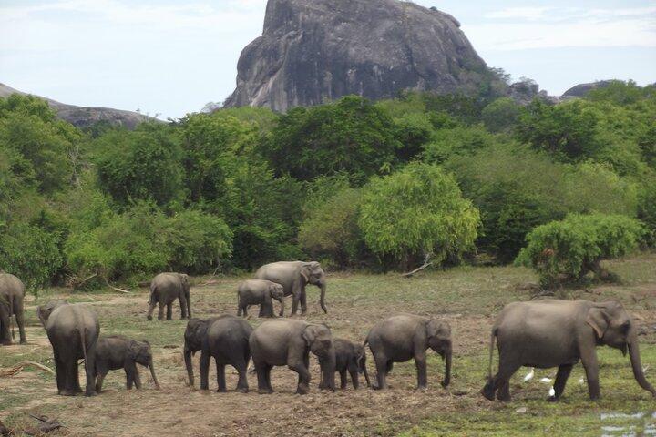 Big Animals and Birds Safari vom Hafen Hambantota