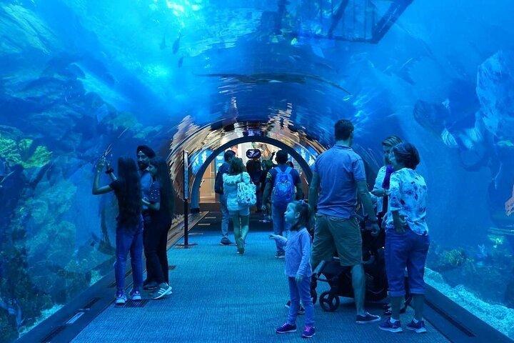 ペンギン コーブ付きドバイ モール水族館 + スカイビュー チケット