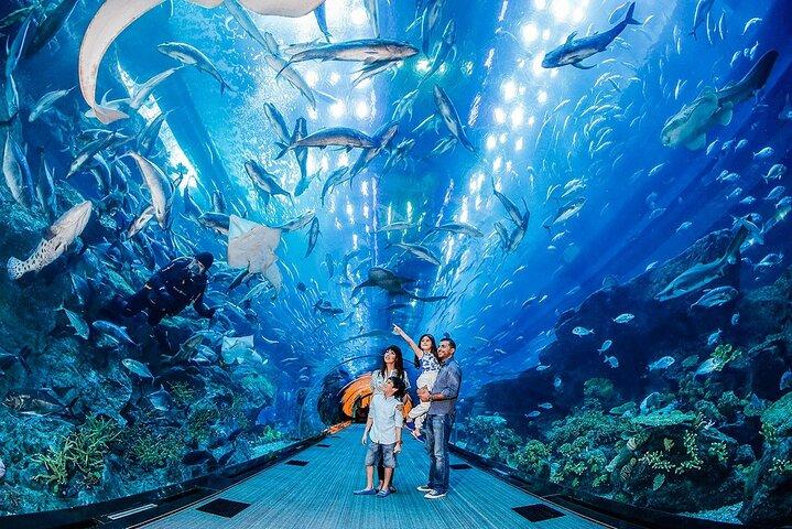 ペンギン コーブ付きドバイ モール水族館 + スカイビュー チケット